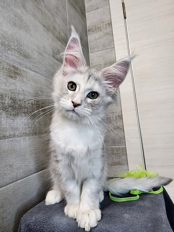 Olsey Cat Akbars - Kitten maine-coon 2 months 2.5 weeks