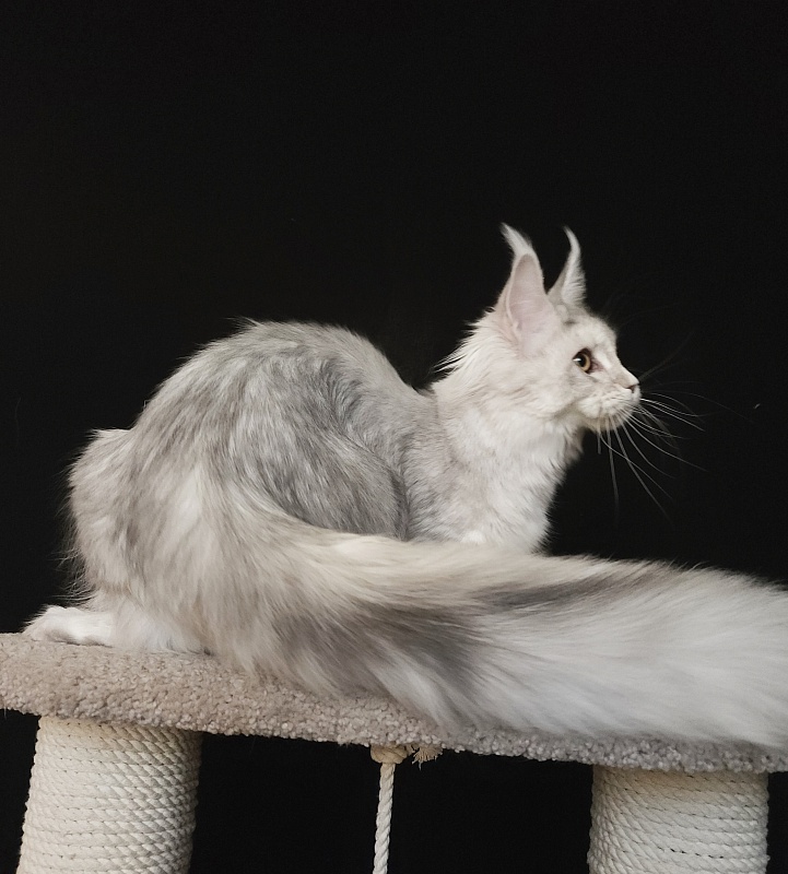 Olsey Cat Akbars - Junior maine-coon 7 months 2.5 weeks
