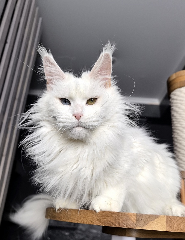 Alpinen Gold Eva - Adult maine-coon 2 years 10 months 4 weeks