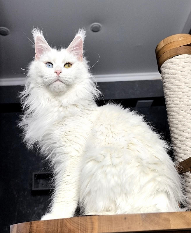 Alpinen Gold Eva - Adult maine-coon 2 years 10 months 4 weeks