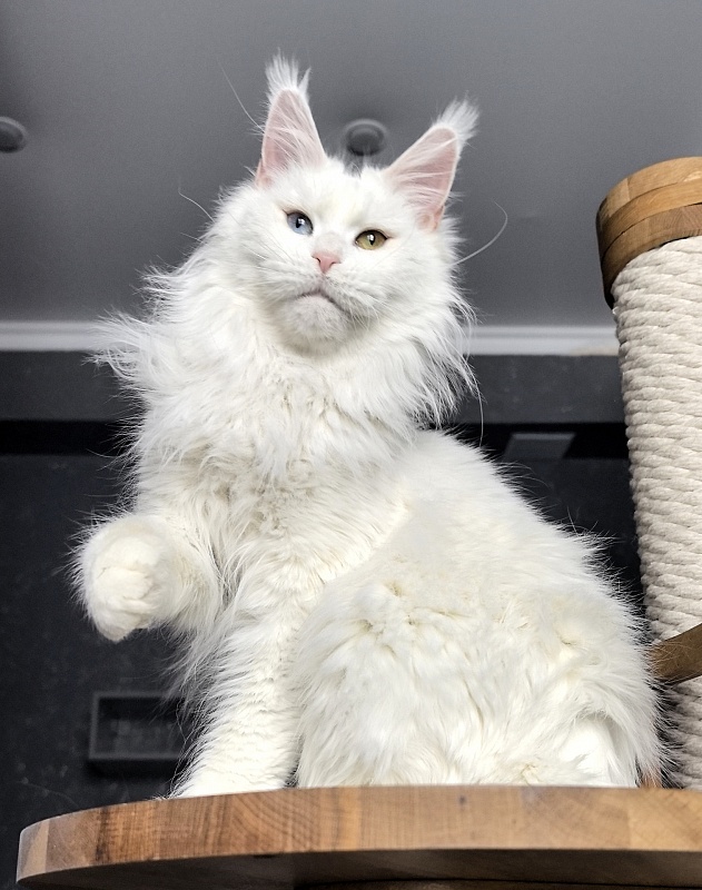 Alpinen Gold Eva - Adult maine-coon 2 years 10 months 4 weeks