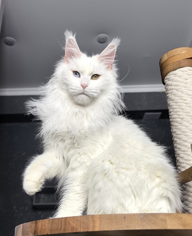 Alpinen Gold Eva - Adult maine-coon 2 years 10 months 4 weeks
