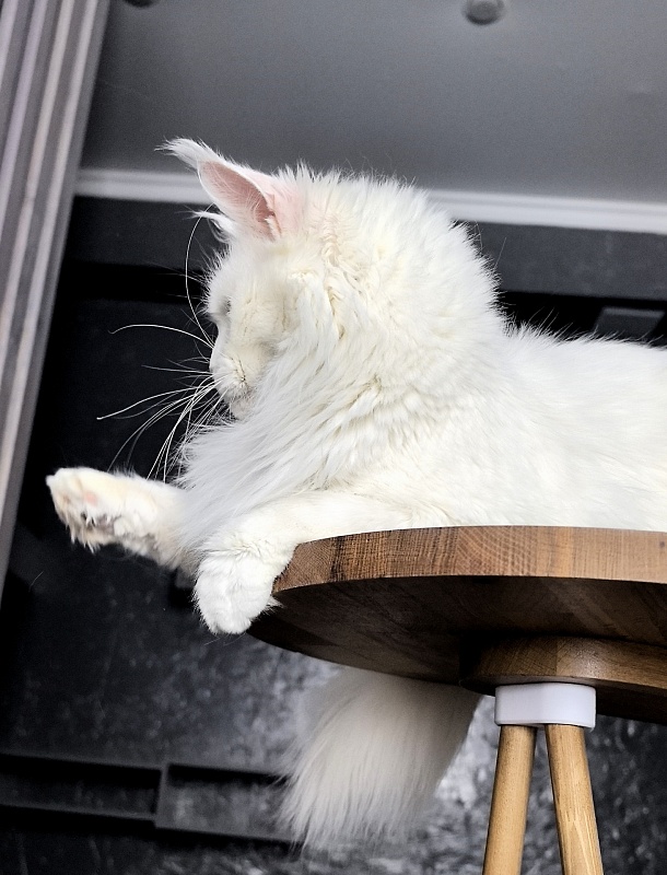 Alpinen Gold Eva - Adult maine-coon 2 years 10 months 4 weeks