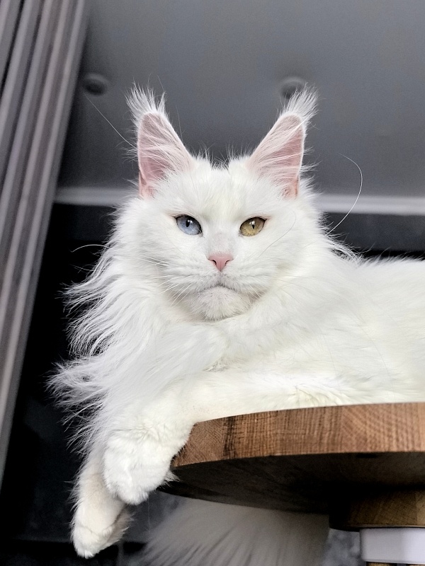 Alpinen Gold Eva - Adult maine-coon 2 years 10 months 4 weeks