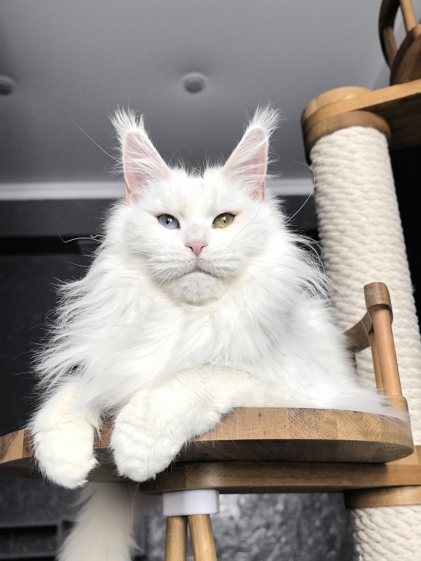 Alpinen Gold Eva - Adult maine-coon 2 years 10 months 4 weeks
