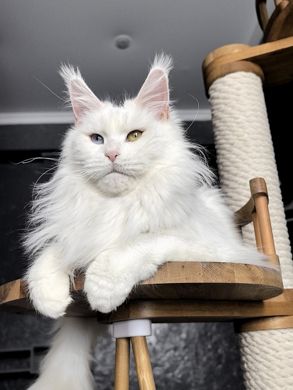 Alpinen Gold Eva - Adult maine-coon 2 years 10 months 4 weeks