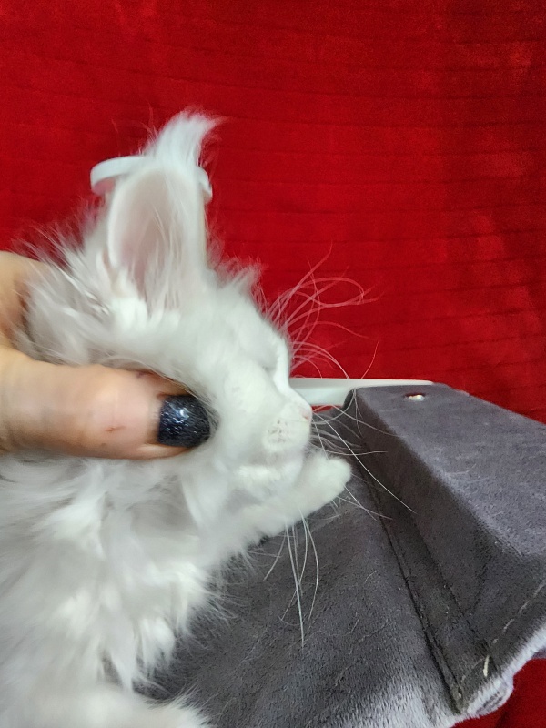 Roxy Vivian Akbars - Kitten maine-coon 1 month 0.5 weeks