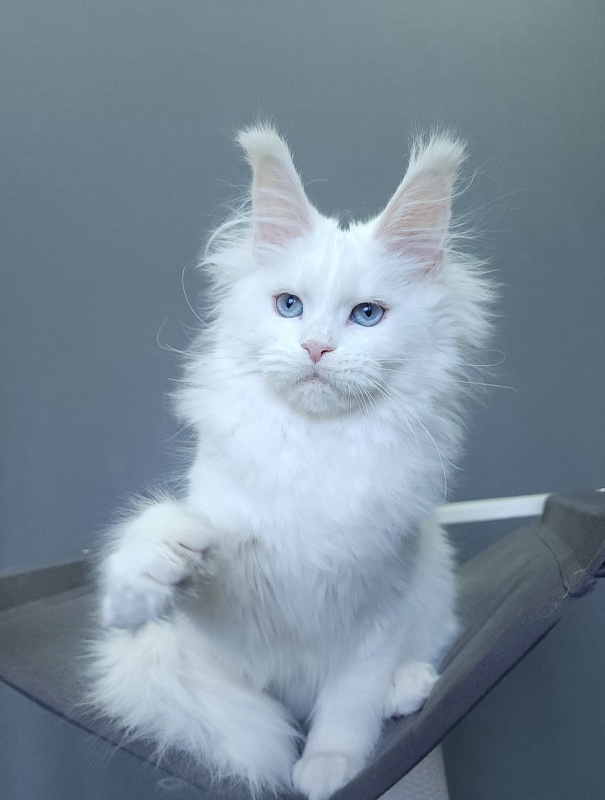 Roxy Vivian Akbars - Kitten maine-coon 4 months 3 weeks