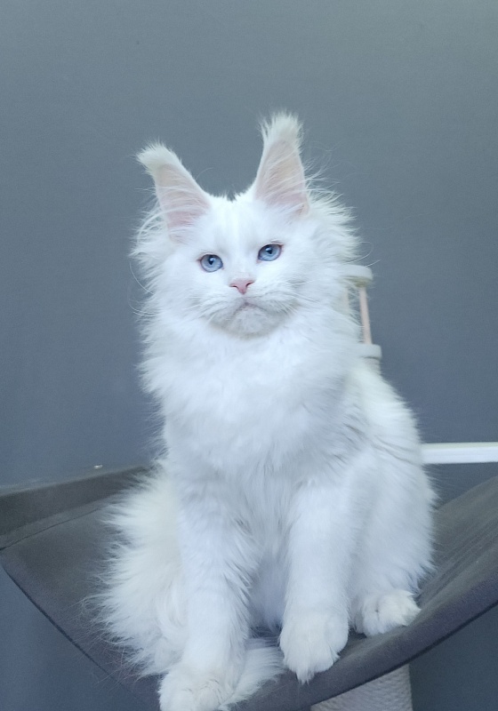 Roxy Vivian Akbars - Kitten maine-coon 4 months 3 weeks
