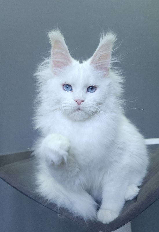 Roxy Vivian Akbars - Kitten maine-coon 4 months 3 weeks