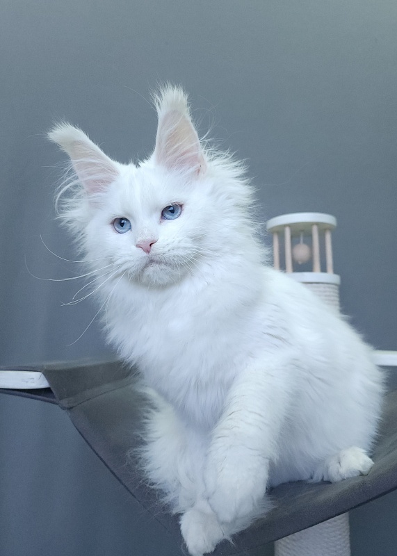 Roxy Vivian Akbars - Kitten maine-coon 4 months 3 weeks