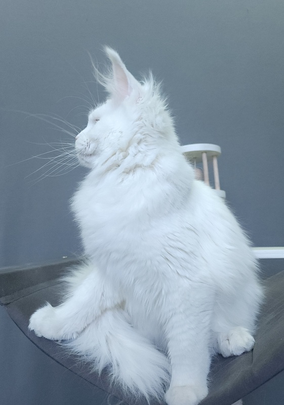 Roxy Vivian Akbars - Kitten maine-coon 4 months 3 weeks
