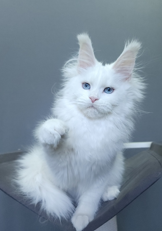Roxy Vivian Akbars - Kitten maine-coon 4 months 3 weeks