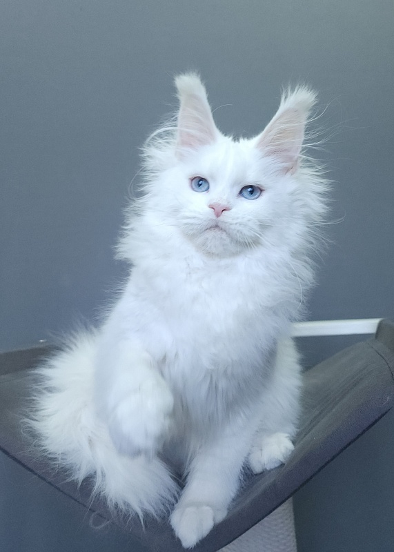Roxy Vivian Akbars - Kitten maine-coon 4 months 3 weeks
