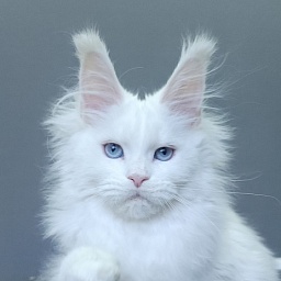 Roxy Vivian  Akbars