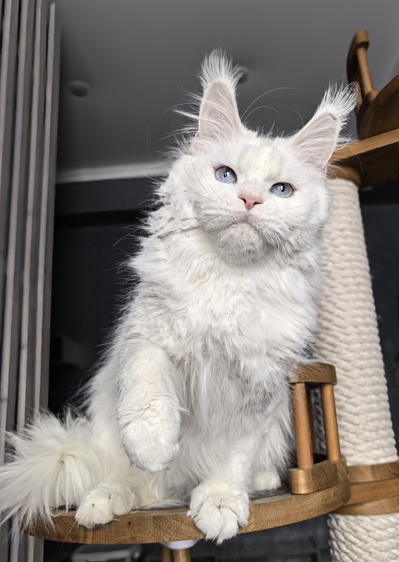 Roxy Vivian  Akbars - Adult maine-coon 1 year 9 months