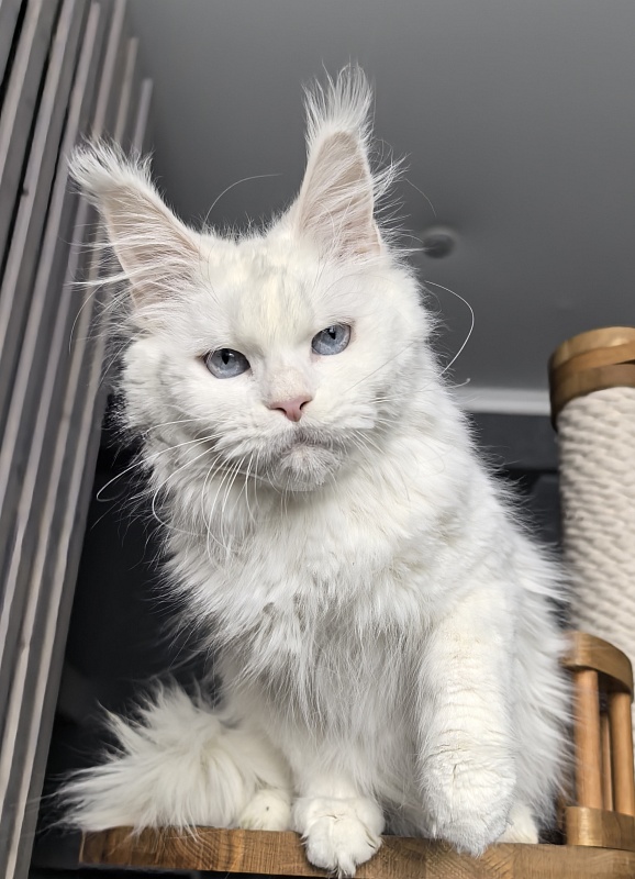 Roxy Vivian  Akbars - Adult maine-coon 1 year 9 months