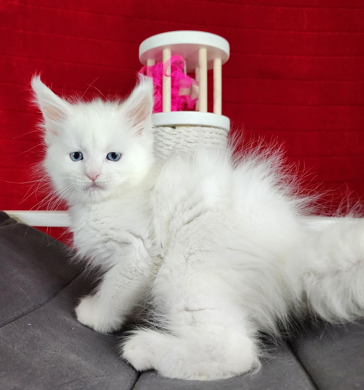 Roxy Vivian Akbars - Kitten maine-coon 1 month 0.5 weeks