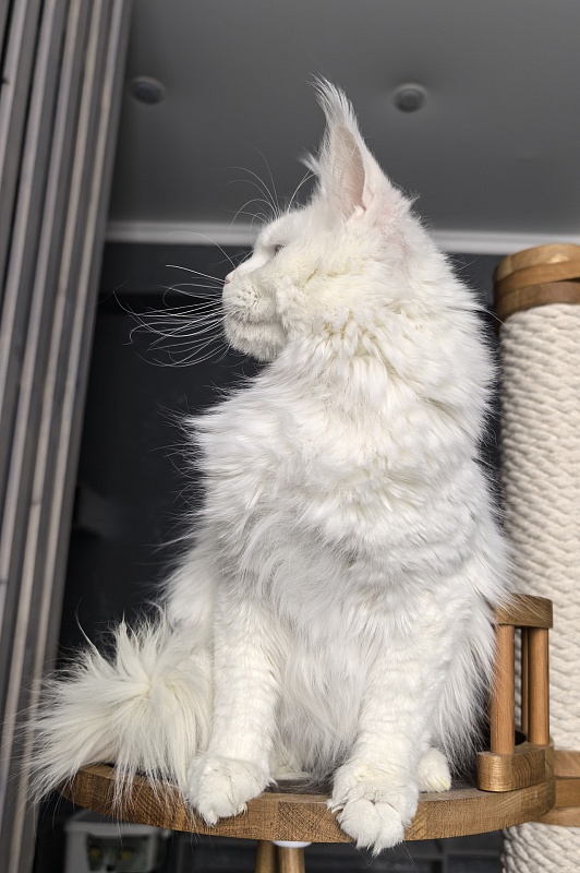 Roxy Vivian  Akbars - Adult maine-coon 1 year 9 months