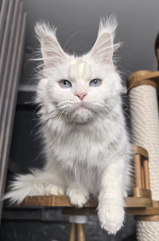 Roxy Vivian  Akbars - Adult maine-coon 1 year 9 months