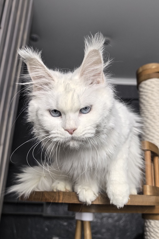 Roxy Vivian  Akbars - Adult maine-coon 1 year 9 months