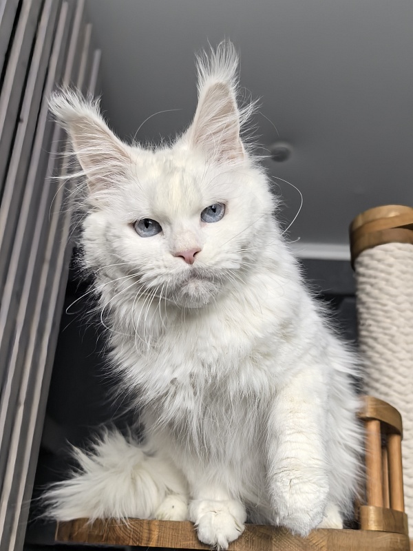 Roxy Vivian  Akbars - Adult maine-coon 1 year 9 months