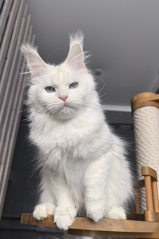Roxy Vivian  Akbars - Adult maine-coon 1 year 9 months
