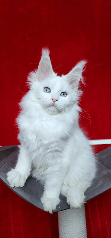 Roxy Vivian Akbars - Kitten maine-coon 2 months 3 weeks