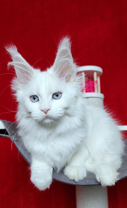 Roxy Vivian Akbars - Kitten maine-coon 2 months 3 weeks