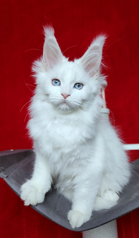 Roxy Vivian Akbars - Kitten maine-coon 2 months 3 weeks