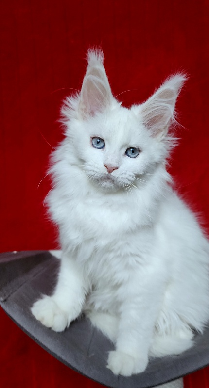 Roxy Vivian Akbars - Kitten maine-coon 2 months 3 weeks