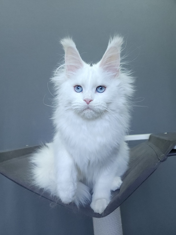 Roxy Vivian Akbars - Kitten maine-coon 4 months 3 weeks