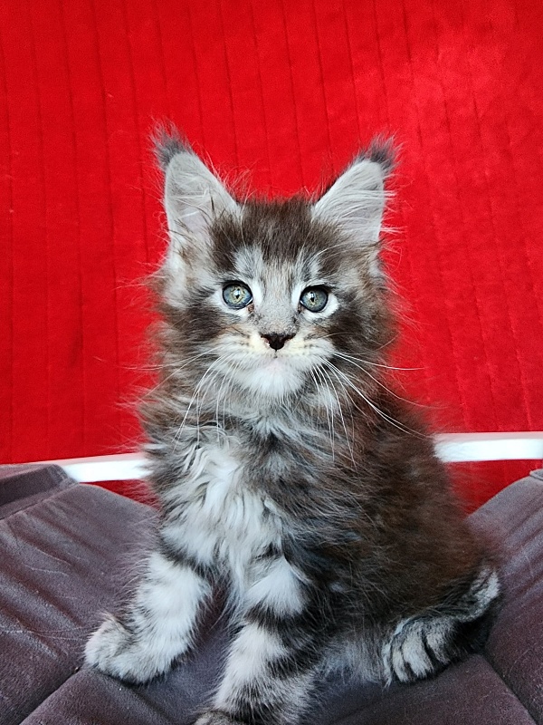 Simon Akbars - Kitten maine-coon 1 month 3.5 weeks