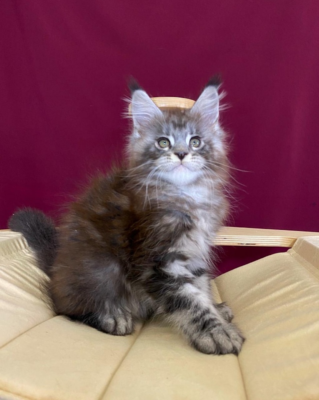 Simon Akbars - Kitten maine-coon 2 months 1.5 week