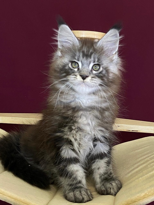 Simon Akbars - Kitten maine-coon 2 months 1.5 week