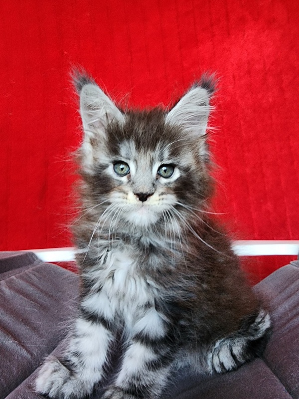 Simon Akbars - Kitten maine-coon 1 month 3.5 weeks