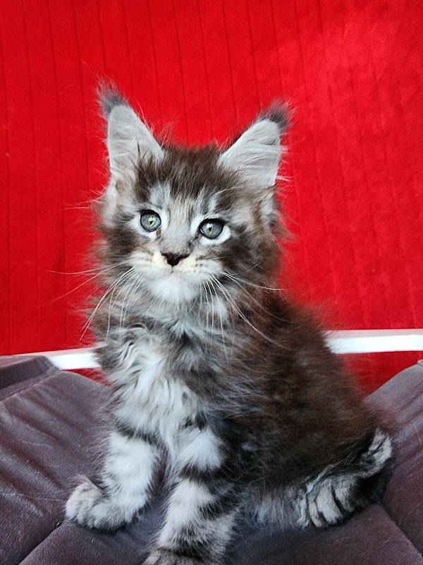Simon Akbars - Kitten maine-coon 1 month 3.5 weeks