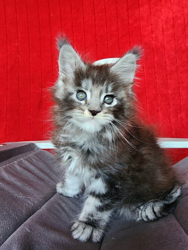 Simon Akbars - Kitten maine-coon 1 month 3.5 weeks