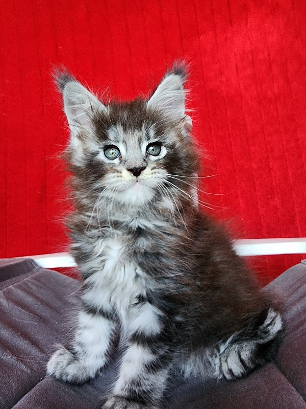 Simon Akbars - Kitten maine-coon 1 month 3.5 weeks