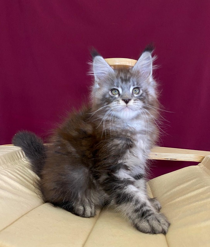 Simon Akbars - Kitten maine-coon 2 months 1.5 week