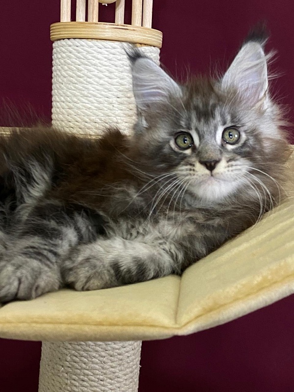 Simon Akbars - Kitten maine-coon 2 months 1.5 week