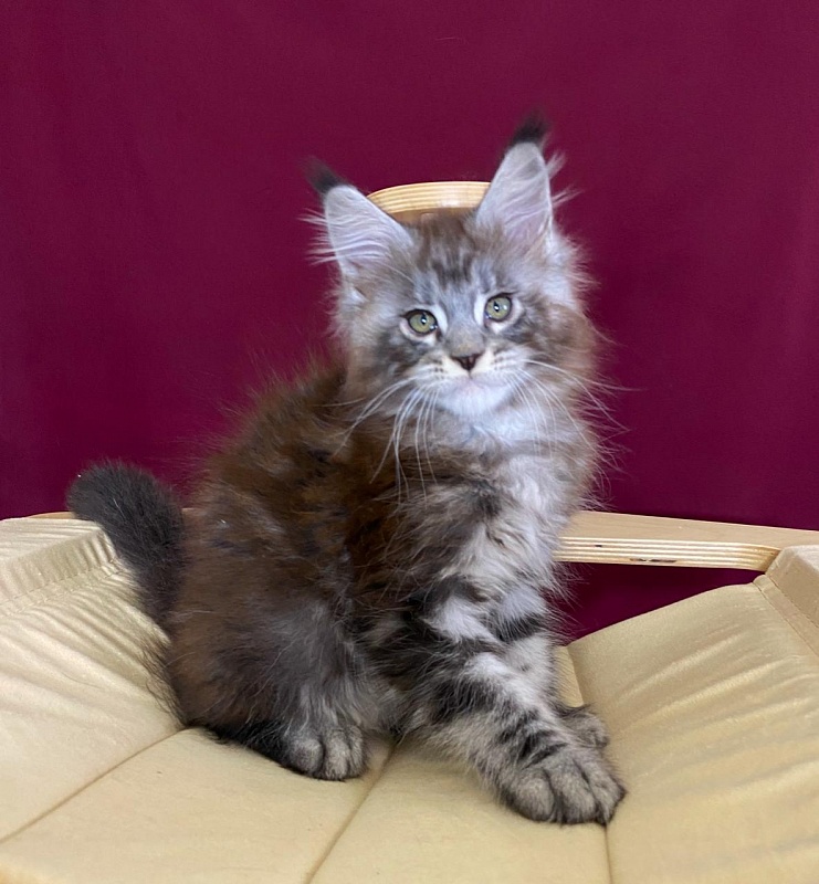 Simon Akbars - Kitten maine-coon 2 months 1.5 week