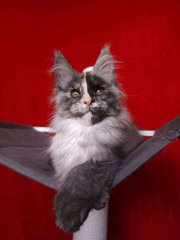 Pelageya Akbars (polydactyl) 55/66 - Kitten maine-coon 2 months 2.5 weeks