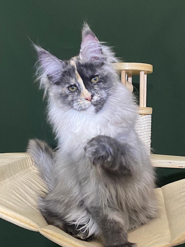 Pelageya Akbars (polydactyl) 55/66 - Kitten maine-coon 3 months 1 week