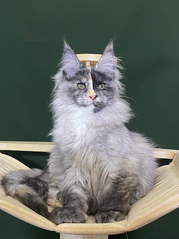 Pelageya Akbars (polydactyl) 55/66 - Kitten maine-coon 3 months 1 week