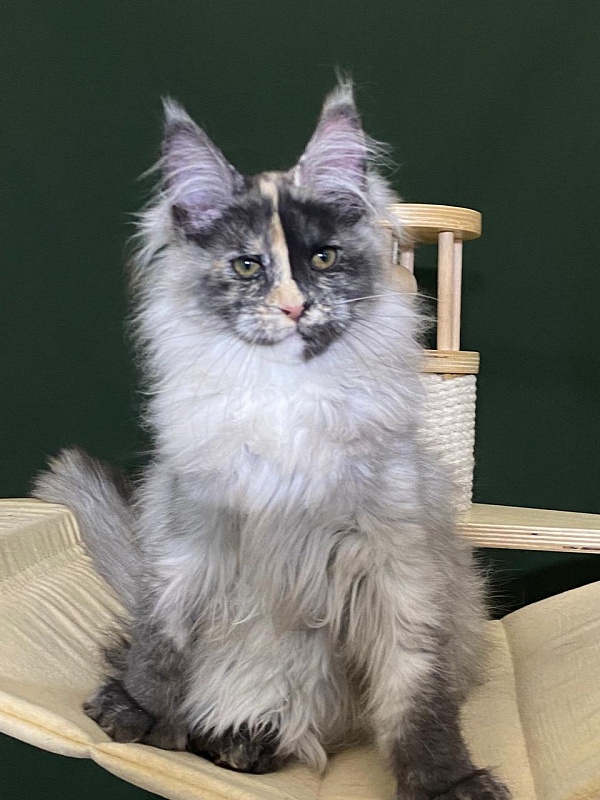 Pelageya Akbars (polydactyl) 55/66 - Kitten maine-coon 3 months 1 week