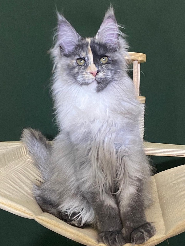 Pelageya Akbars (polydactyl) 55/66 - Kitten maine-coon 3 months 1 week