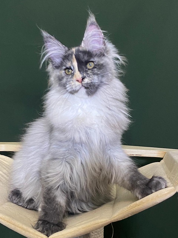 Pelageya Akbars (polydactyl) 55/66 - Kitten maine-coon 3 months 1 week