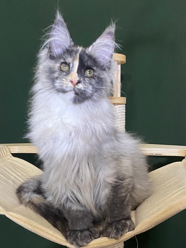 Pelageya Akbars (polydactyl) 55/66 - Kitten maine-coon 3 months 1 week