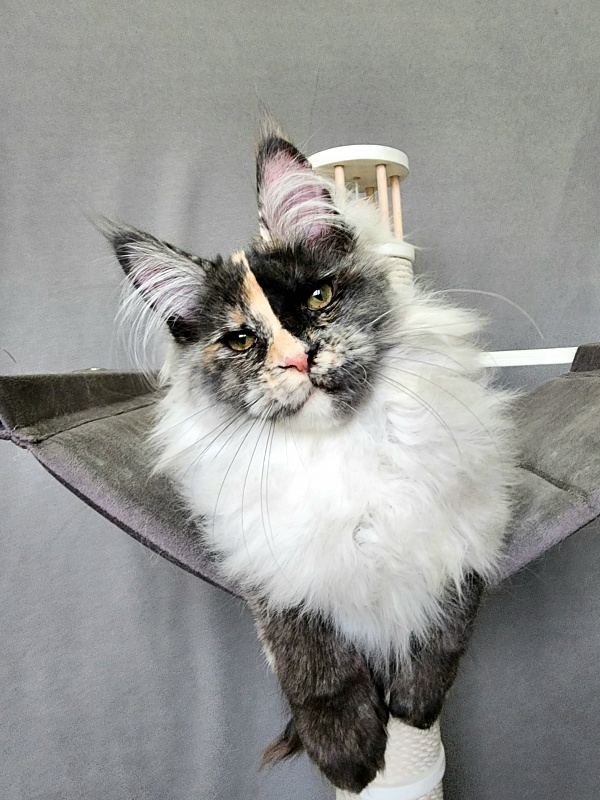 Pelageya Akbars (polydactyl) 55/66 - Kitten maine-coon 4 months